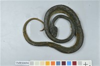 藏品(赤尾青竹絲)的圖片